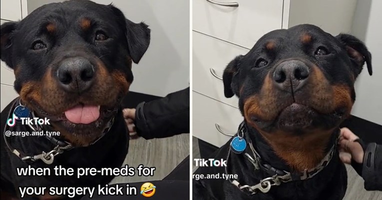 Video rotvajlera pod utjecajem anestezije postao viralan na TikToku