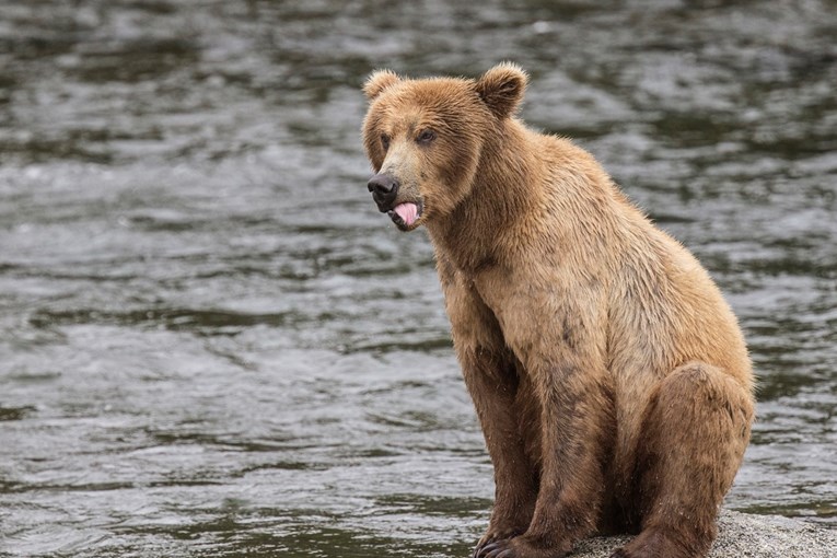 Grizli ubio lovca na Aljasci