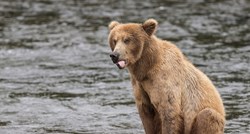 Grizli ubio lovca na Aljasci