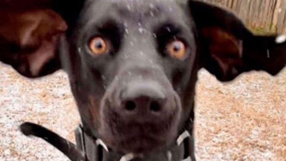 Pas prvi put ugledao snijeg pa svojom reakcijom nasmijao vlasnicu