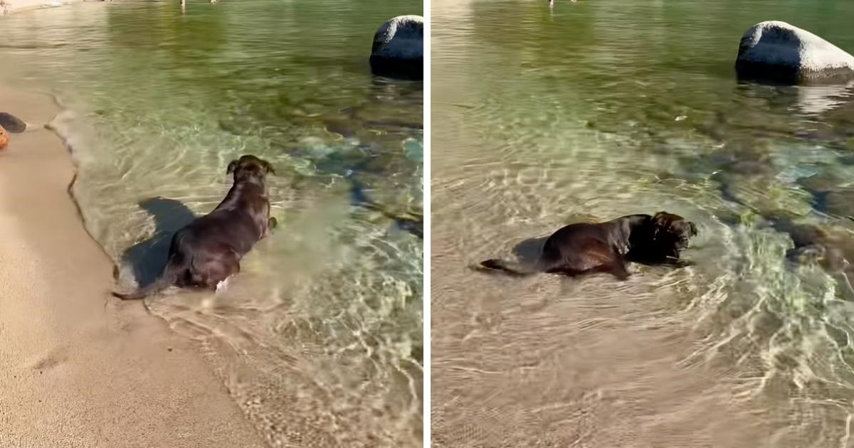 Lijepu labradoricu nitko nije htio zbog starosti. Jedan par joj je promijenio život