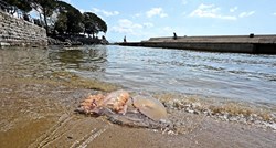 Česte dojave o meduzama u Istri. Stručnjaci s Ruđera objasnili što ako vas opeče