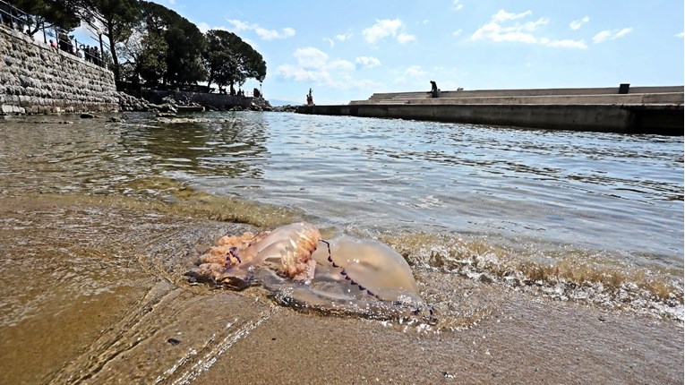 Česte dojave o meduzama u Istri. Stručnjaci s Ruđera objasnili što ako vas opeče