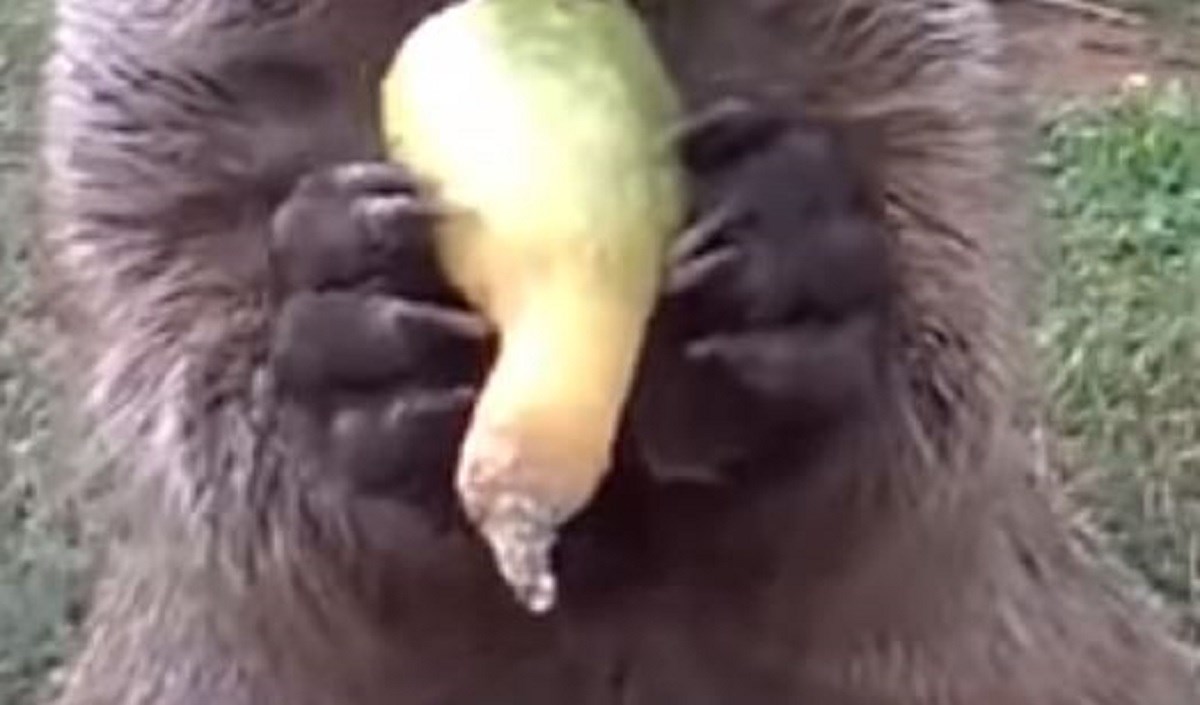 Postavio kameru da vidi tko mu krade povrće, umro od smijeha kad je vidio snimku