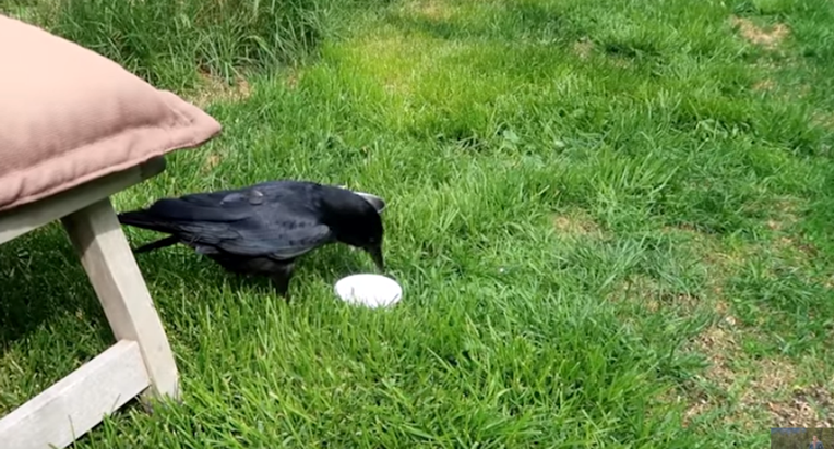 Ova spašena vrana obožava maženje i ponaša se poput psa