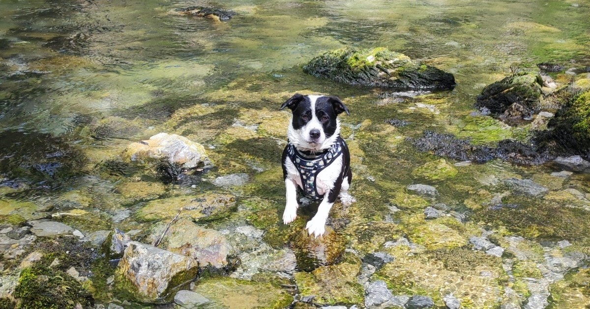 VIDEO Marli isprva nije voljela vodu, sada uživa u plivanju i aktivnostima u vodi