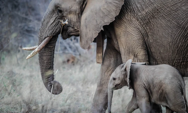 Ove hrabre životinje obranile su svoje mlade i pokazale jačinu majčine ljubavi