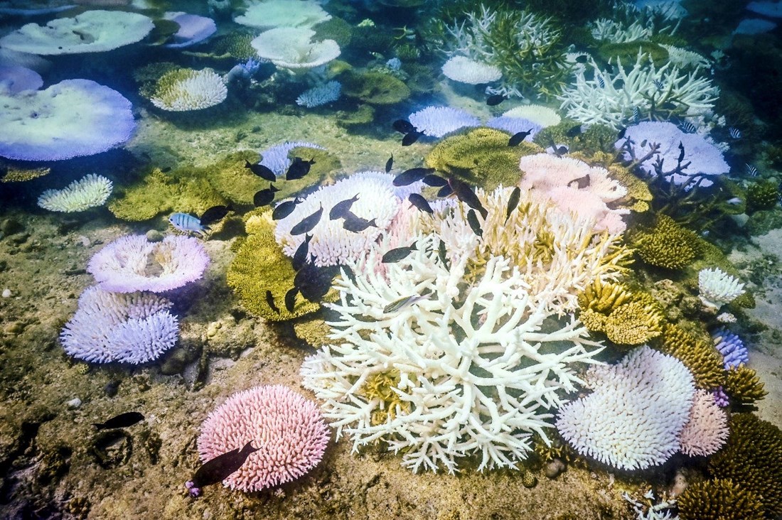 Australski greben na rubu kolapsa. Najgore je od početka mjerenja