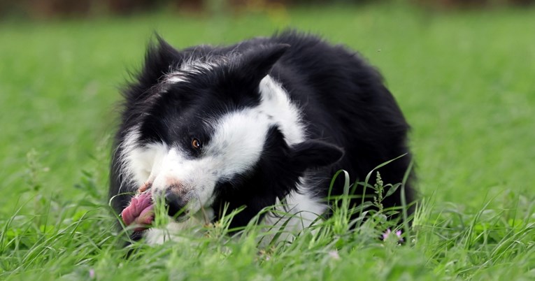 Zašto psi jedu travu i je li to dobro ili loše? Pitali smo veterinara