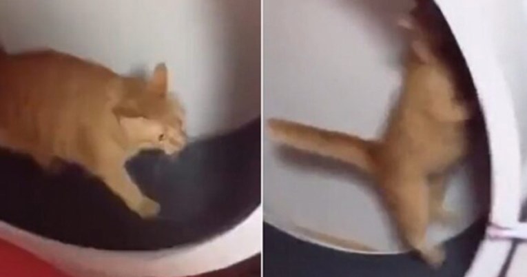 Mačka isprobala kotač za trčanje, brzo je požalila zbog par sekundi zabave