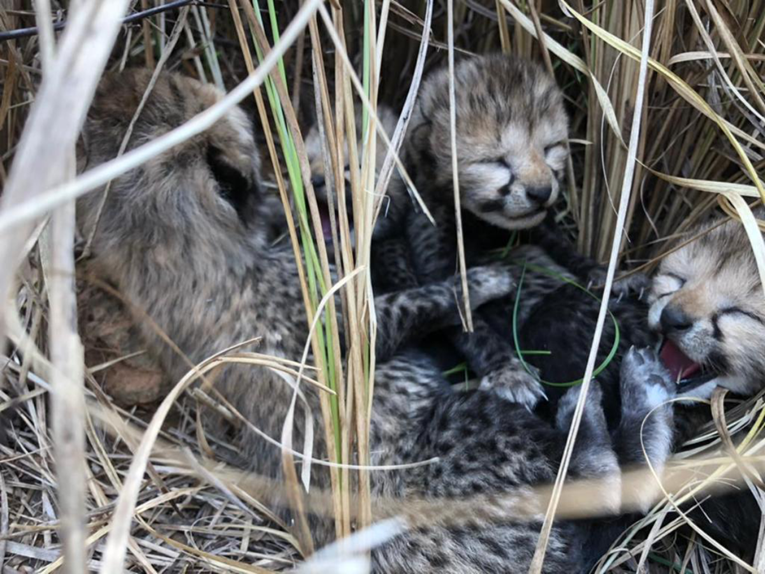 70 godina nakon što su ih tamo proglasili izumrlima, u Indiji rođeni mladunci geparda