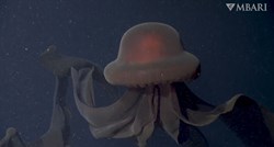 Turisti u vodama oko Antarktike snimili meduzu veću od njihove podmornice