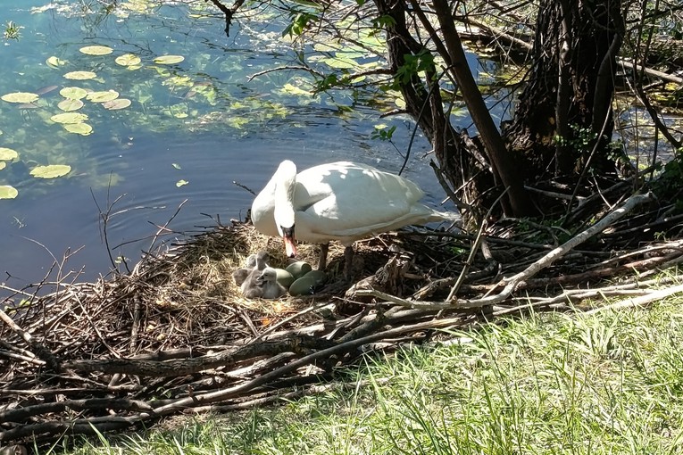 FOTKA DANA Labudica u Zagrebu čuva mlade