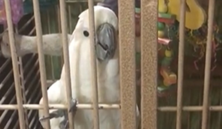 Ljubomorni papagaj je učinio nešto urnebesno samo da bi bio u centru pažnje