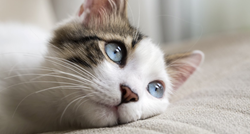 Novo istraživanje: Mačke po tonu glasa mogu prepoznati vlasnika kad im se obraća