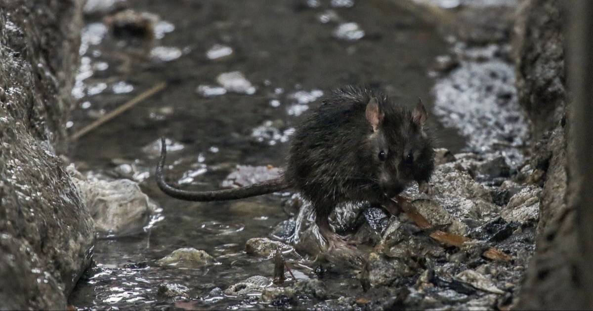Štakori napadaju djecu i starije u kampovima u Gazi. "Ne možemo više izdržati"