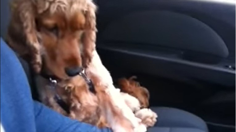 Ovaj pas se ne želi voziti u autu ako ga njegov vlasnik ne drži za šapu