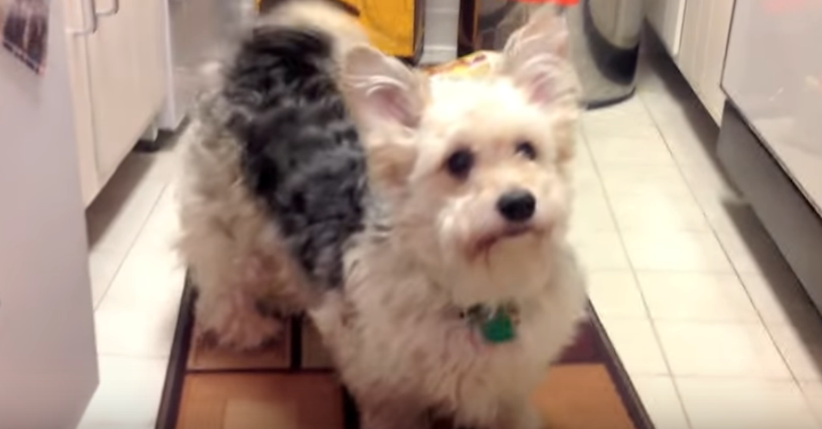 Pas pronašao čudnu i opasnu zanimaciju, vlasnici su odlučili upozoriti druge