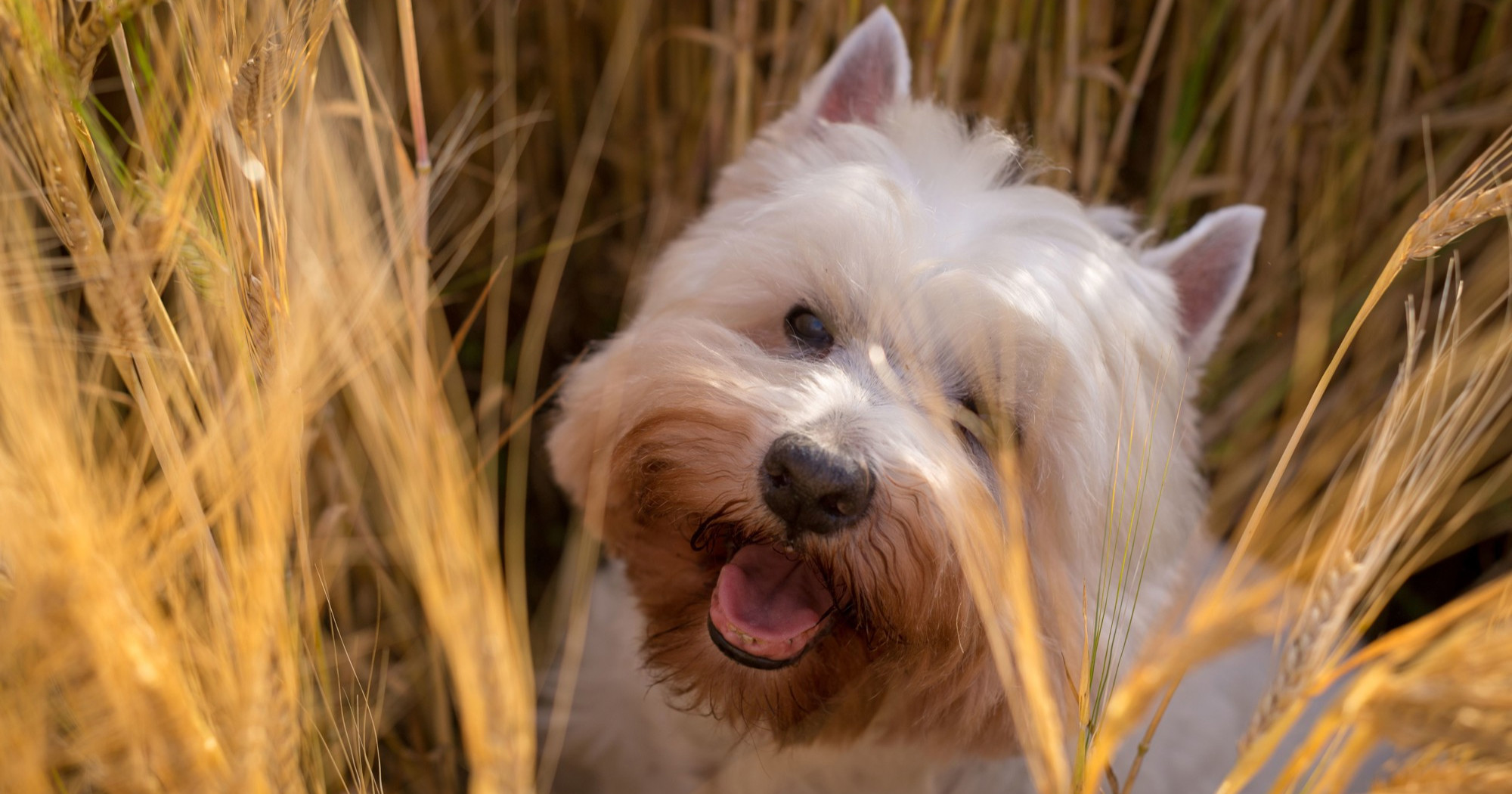 Veterinari upozoravaju: Ova trava može biti smrtonosna za pse