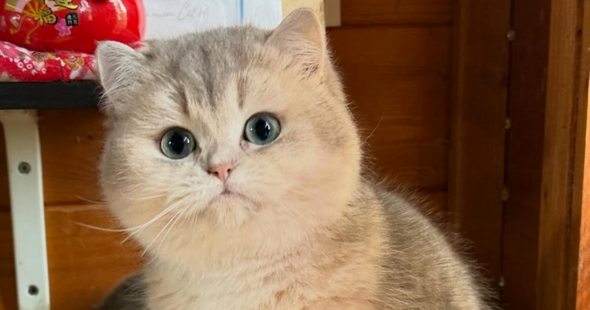 Upoznajte Moon River, najljepšu mačku Italije