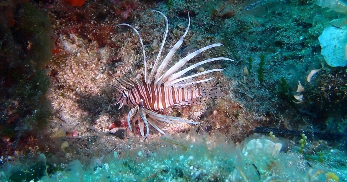 FOTO Na Kornatima prvi put uočena otrovna riba lav