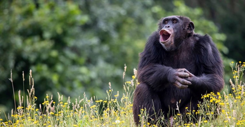 Snimke otkrivaju da čimpanze koriste skriveni jezik