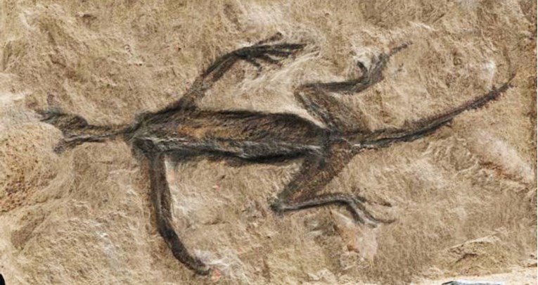 FOTO Riješen misterij neobičnog fosila: "Bili smo u šoku. I pomalo tužni"