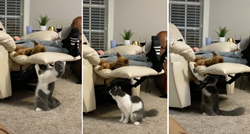 Mačak ne prestaje gnjaviti psa, a ova viralna snimka pokazuje koliko je u tome vješt