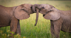 Ljubav između slonova fascinantna je i prekrasna