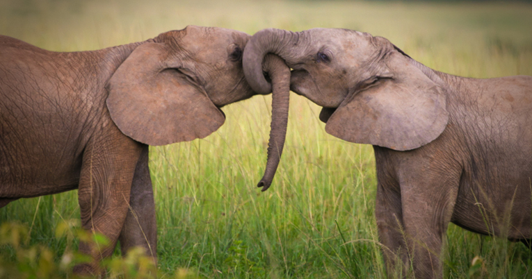 Ljubav između slonova fascinantna je i prekrasna