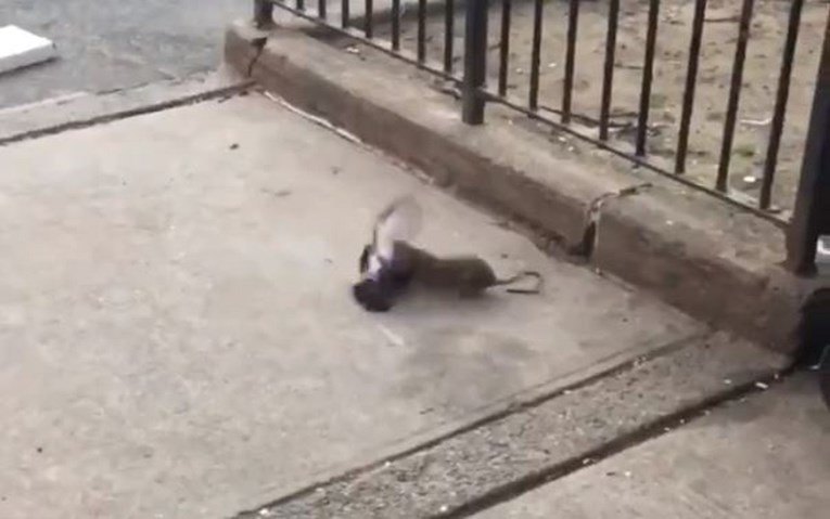 Video borbe štakora i goluba na ulici u New Yorku postao hit zbog neočekivanog kraja