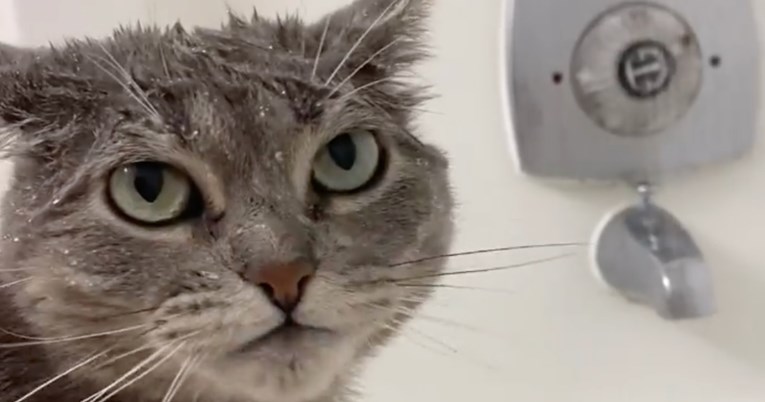 Spasili su macu pa se iznenadili koliko se voli kupati: Ne izlazi iz kade