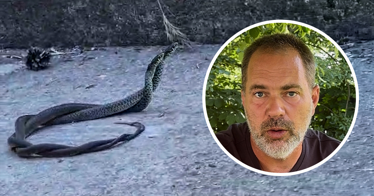 VIDEO Ljudi nam šalju snimke zmija oko kuća. Ravnatelj ZOO-a: "Ne treba paničariti"