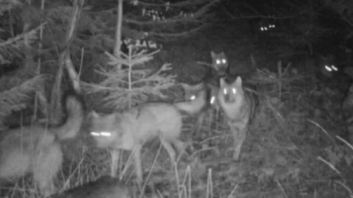 Vukovi ubijaju stoku dalmatinskim stočarima: "Žrtve smo nesređenog sustava"