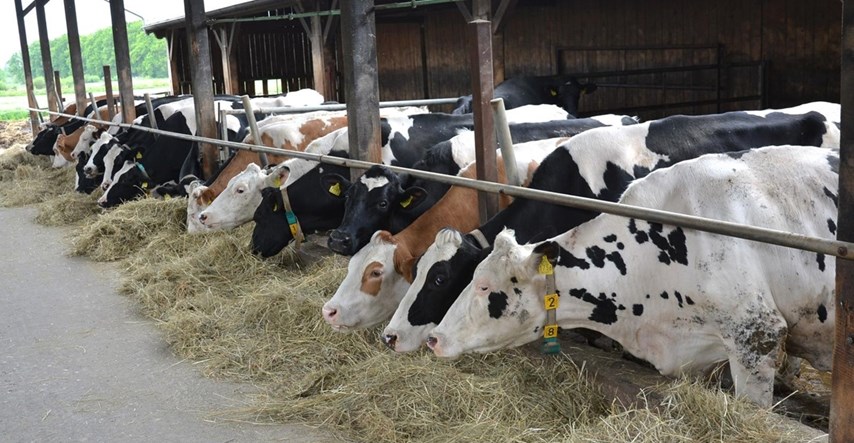 Domaći mljekari: Imamo problem s birokracijom i manjkom radnika