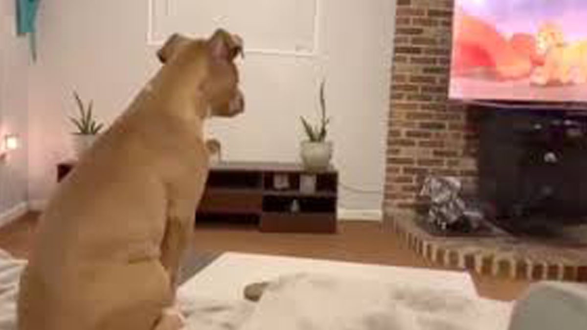 Ovaj pas se rasplakao dok je gledao jedan poznati crtić