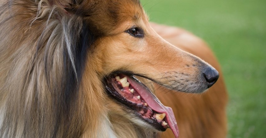 Znanstvenici otkrili koje su pasmine pasa najagresivnije, mogli biste se iznenaditi