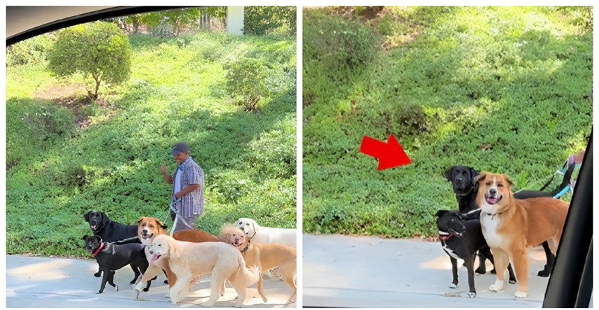 VIDEO Vlasnica mahnula psu dok se šetao s drugim psima, njegova reakcija je hit