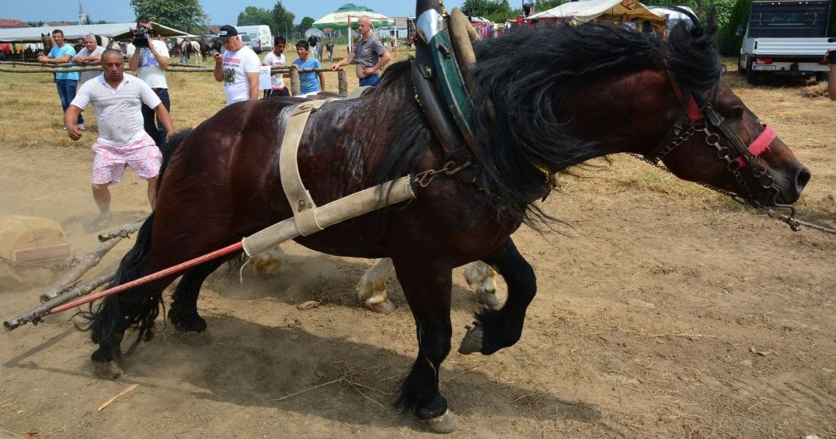 Prijatelji životinja slave: "Inspekcija zabranila štraparijadu"