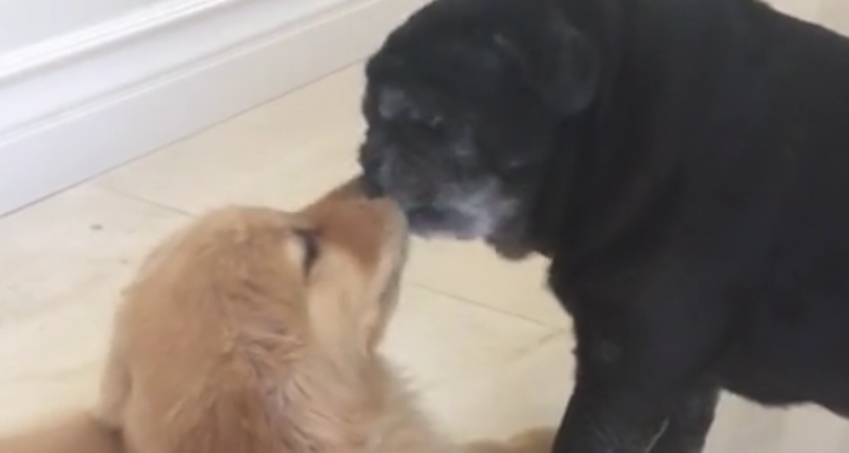 Stariji mops novog psića primio u obitelj, a onda se dogodilo nešto prekrasno