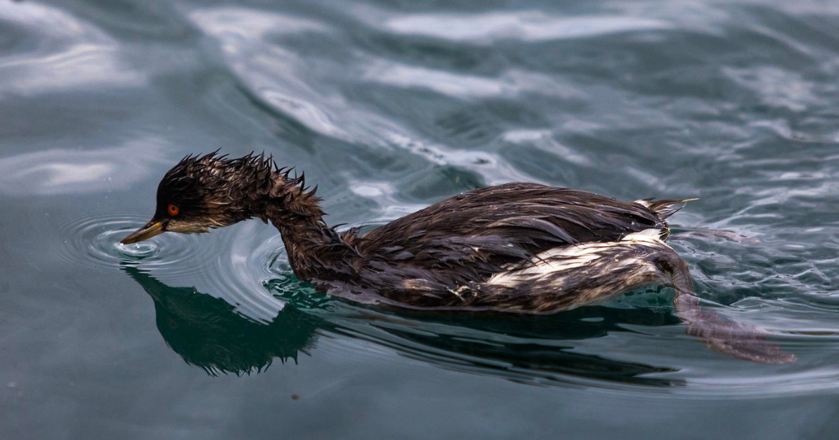 Jeste li ikad vidjeli gnjurca?