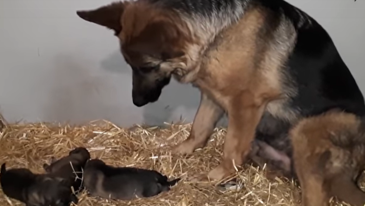 Kada vidite kako ova kujica gleda svoje štence, rastopit ćete se