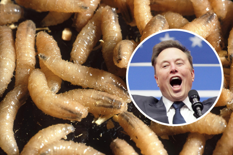 Vratio se opasni parazit u SAD. Musk je srezao financiranje za borbu protiv njega
