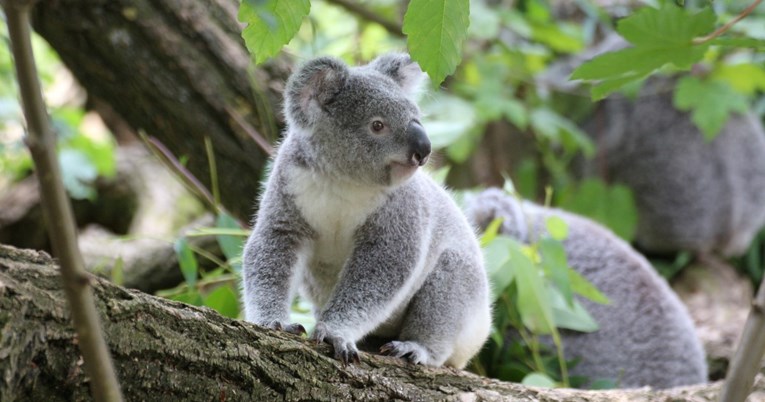 Australske koale pate od epidemije klamidije, ali napredak je na pomolu