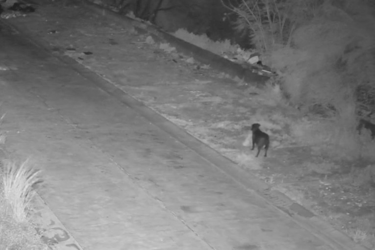 Pas snimljen kako baca smeće, policija kaznila vlasnika