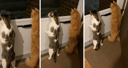 Mačke čule svađu susjeda pa znatiželjno stale uz vrata: Kakvi znatiželjni susjedi