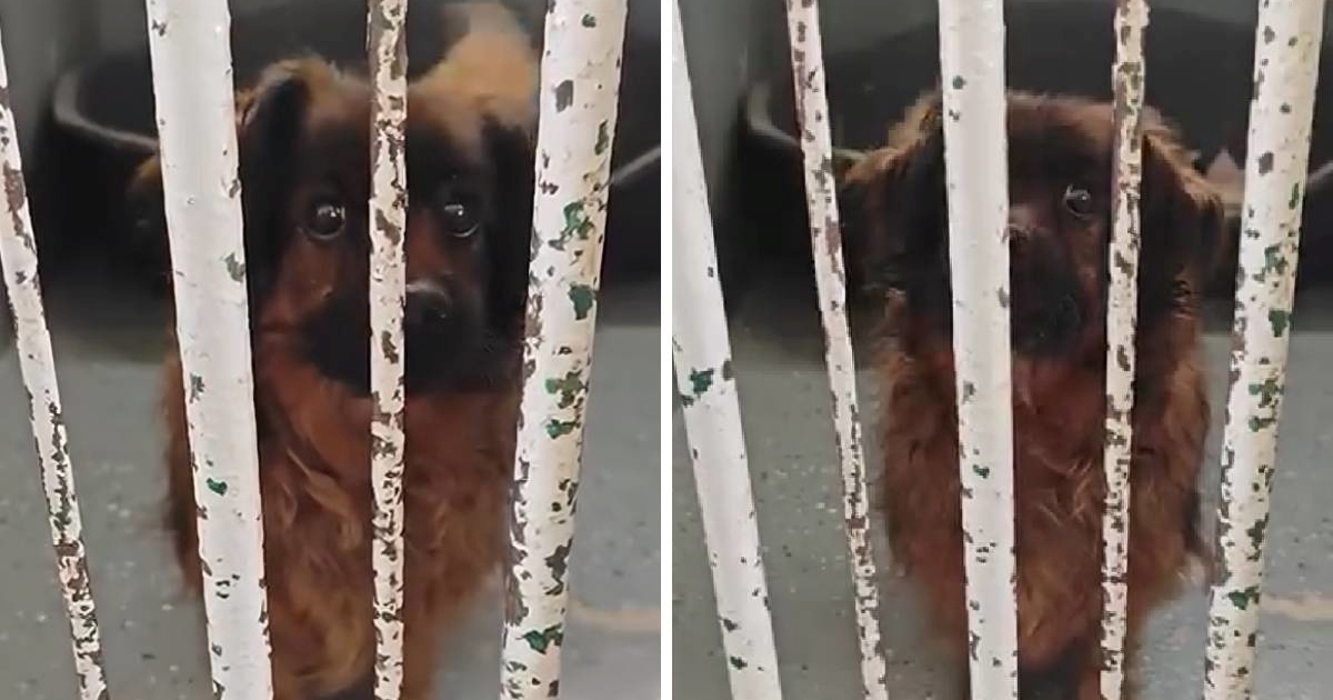 "Ne razumije što se dogodilo": Max je u tragediji u Velikoj Gorici izgubio obitelj