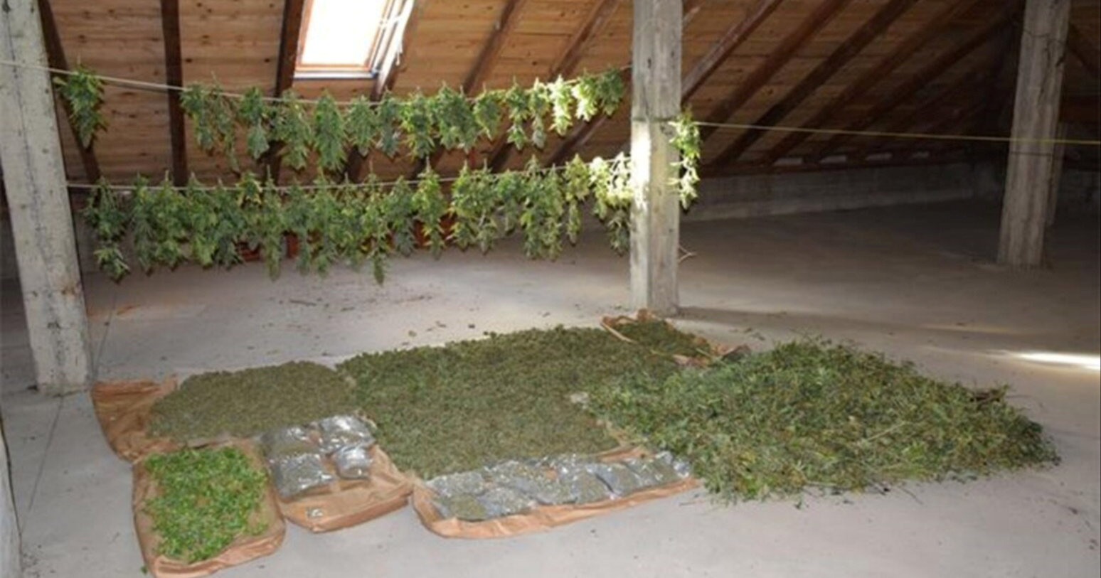 FOTO Kod Virovitice otkriven laboratorij za uzgoj marihuane