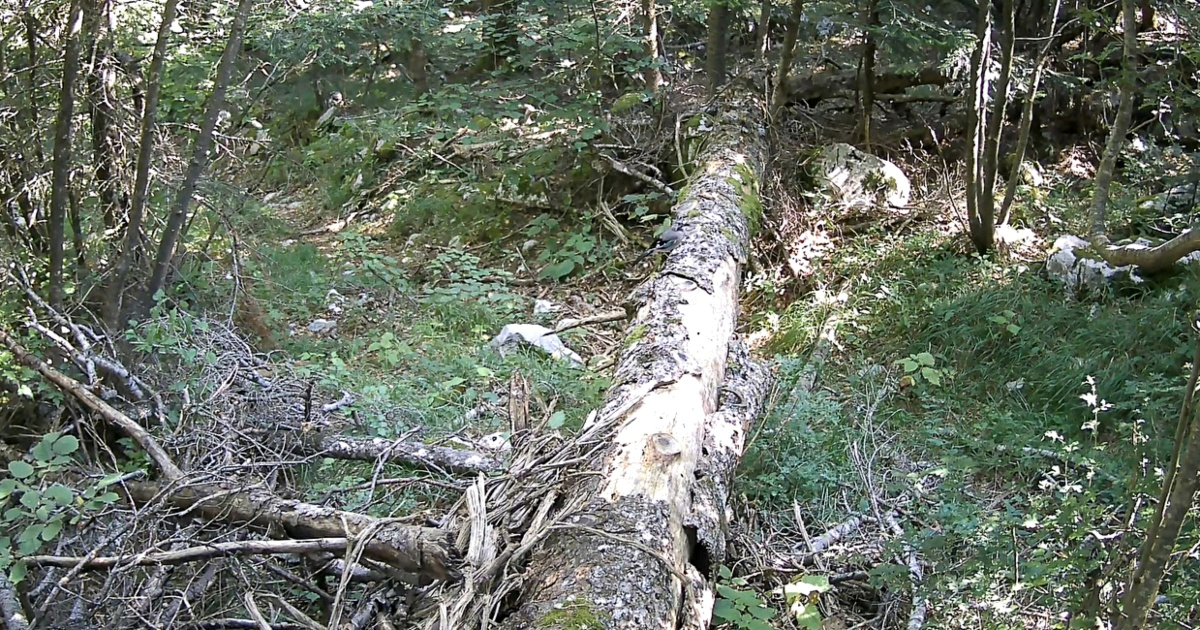 Glas koji vara: Šojka imitira grabežljivce, ali i gradske zvukove