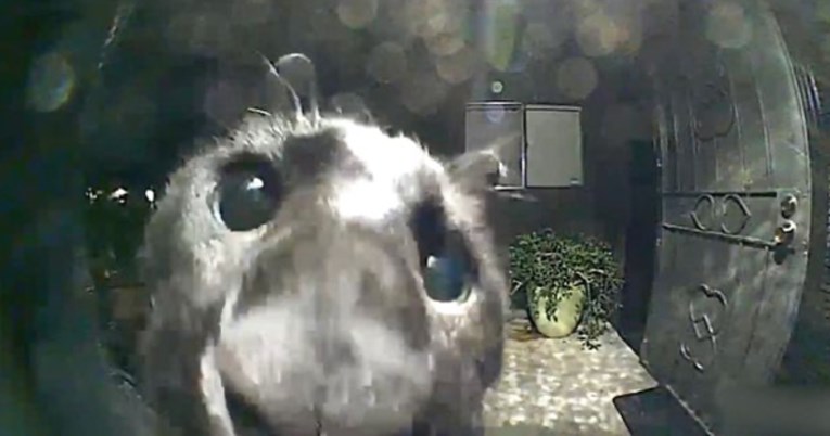 Mačka otkrila da susjedi imaju zvono s kamerom pa noću počela svraćati da ih pozdravi